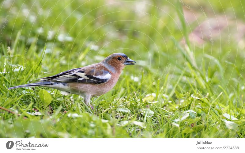 Buchfink auf der Wiese Tier Wildtier Vogel Tiergesicht Flügel 1 grün Natur Singvögel Farbfoto mehrfarbig Außenaufnahme Nahaufnahme Detailaufnahme