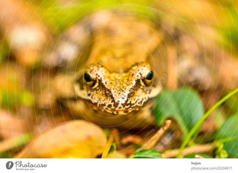 Springfrosch Natur Tier Nutztier Frosch beweglich springfrosch Amphibie wildtier Auge kopf Nahaufnahme fauna Polen Farbfoto Außenaufnahme Menschenleer