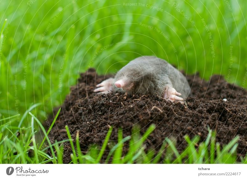 Maulwurf Gesicht Haus Garten Natur Tier Erde Gras Pelzmantel klein natürlich niedlich wild weich braun grün schwarz gefährlich Leberfleck Säugetier