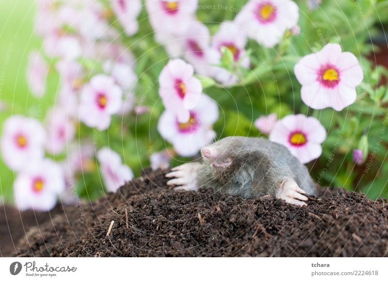 Maulwurf im Garten Gesicht Haus Natur Tier Erde Gras Pelzmantel klein natürlich niedlich wild weich braun grün schwarz gefährlich Leberfleck Säugetier