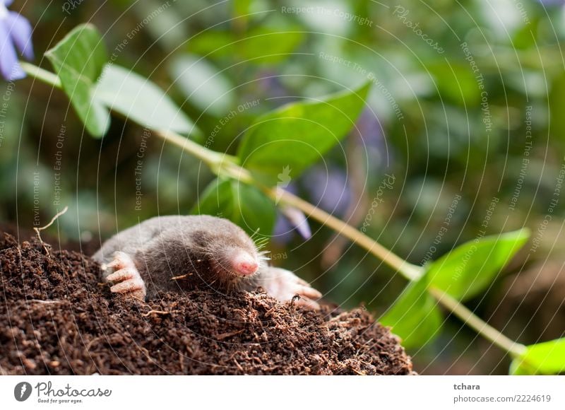 Maulwurf im Garten Gesicht Haus Natur Tier Erde Gras Pelzmantel klein natürlich niedlich wild weich braun grün schwarz gefährlich Leberfleck Säugetier