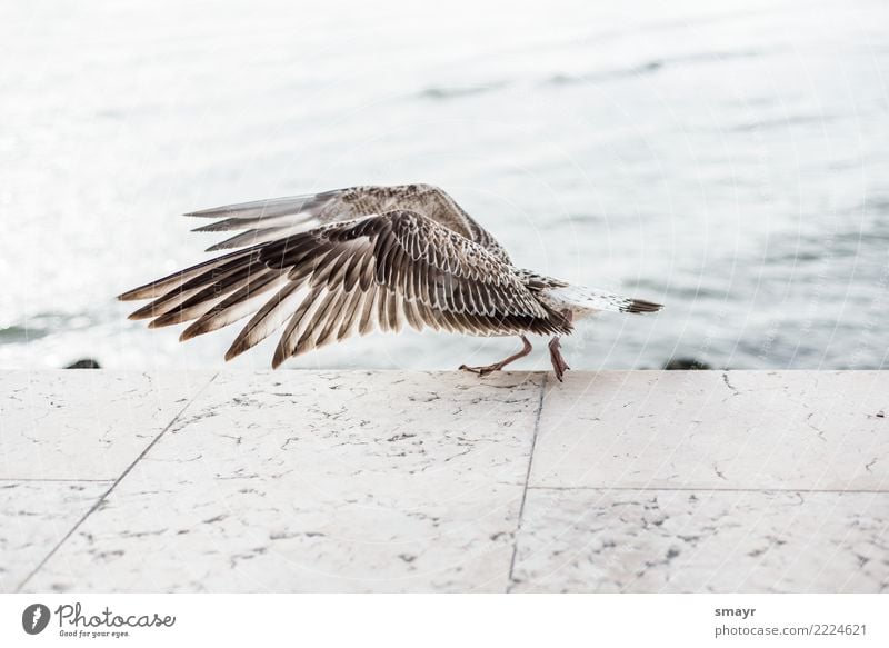 Am Laufsteg Tier Vogel Flügel 1 Bewegung fliegen laufen bedrohlich gigantisch maritim nass wild braun grau türkis weiß Kraft Angst Natur Umwelt Möwe Möwenvögel