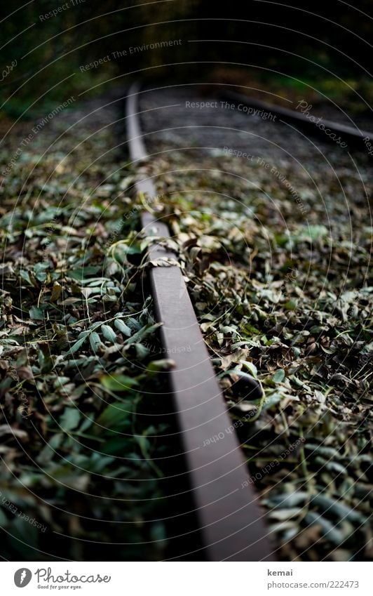 Renaturisierung Umwelt Natur Pflanze Grünpflanze Unkraut Verkehrswege Gleise Schienennetz Wachstum dunkel bewachsen alt verfallen Farbfoto Gedeckte Farben