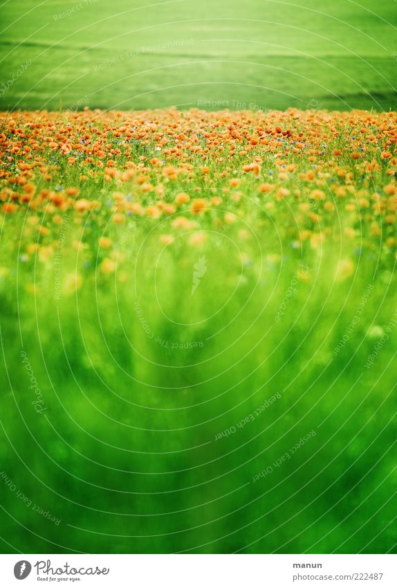 sattes Grün Lebensmittel Ernährung Bioprodukte Natur Landschaft Sommer Pflanze Gras Blüte Nutzpflanze Wildpflanze Mohn Mohnblüte Mohnfeld sommerlich Wiese