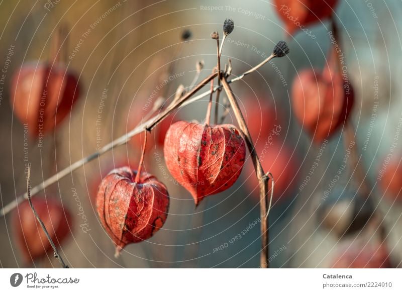 Lampions, Physalis peruviana Natur Pflanze Winter Schönes Wetter Lampionblume Garten alt hängen dehydrieren schön braun orange silber türkis Stimmung