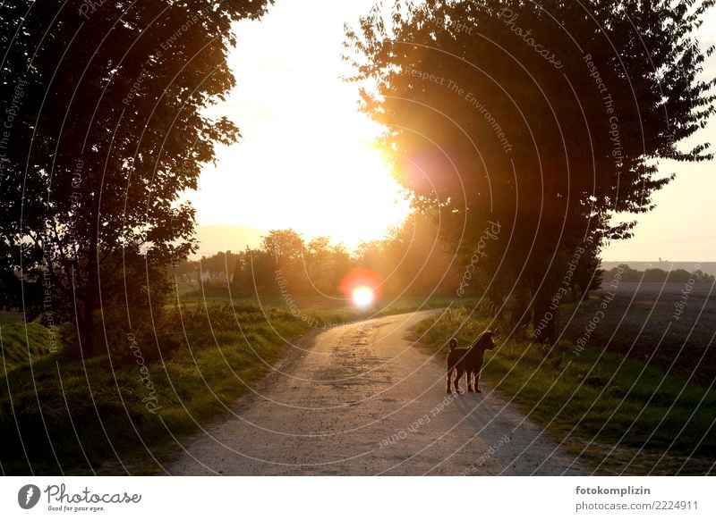 spätsommer sonne Sommer Sonne Umwelt Natur Landschaft Sonnenaufgang Sonnenuntergang Sonnenlicht Herbst Feld Fußweg Straßenhund Landstraße Dorf Menschenleer