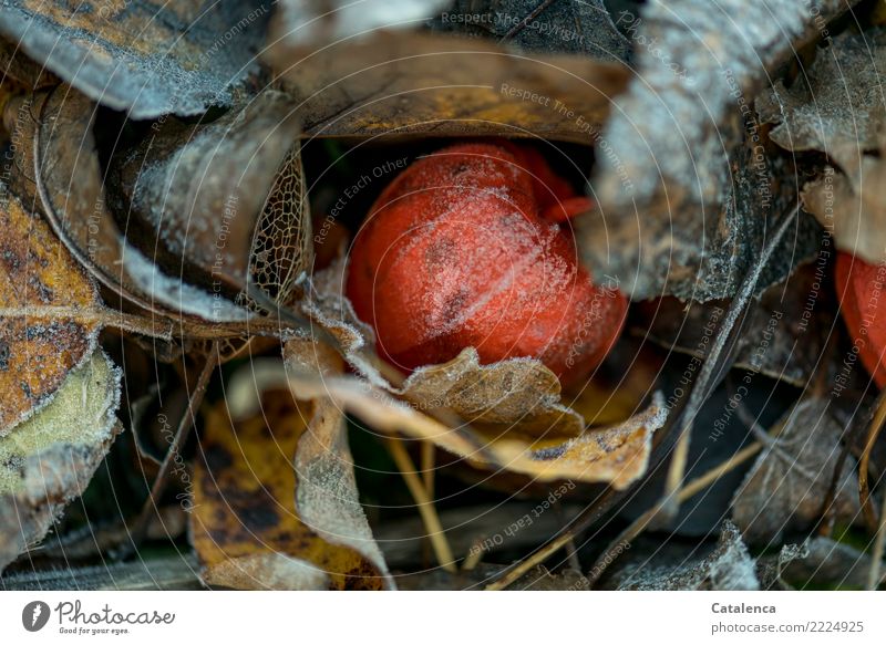 Laub mit Physalis Natur Pflanze Winter Eis Frost Blatt Lampionblume Garten verblüht dehydrieren kalt braun gelb grau orange Stimmung verwandeln