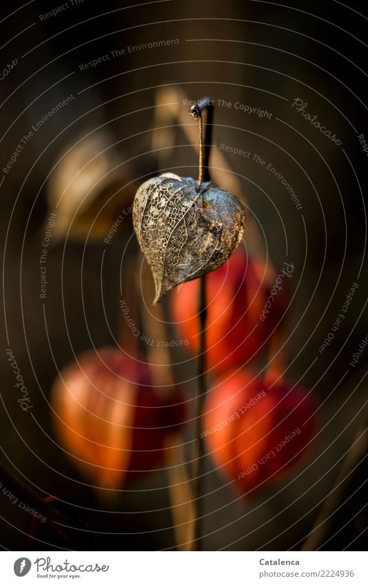 Standhaft: Physalis vor dunklem Hintergrund Natur Pflanze Herbst Winter Schönes Wetter Lampionblume Garten hängen verblüht dehydrieren ästhetisch braun gelb