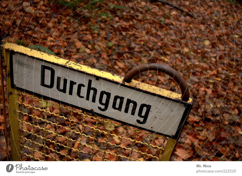 durchGanG Umwelt Natur Erde Herbst Wetter Pflanze Garten Park Zeichen Durchgang Tor Jahreszeiten September Oktober November Waldboden Wege & Pfade braun