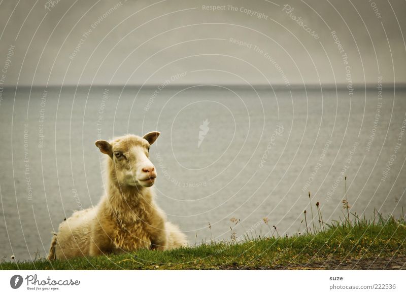 Wollgras Umwelt Natur Landschaft Tier Himmel Wolken Gewitterwolken Horizont Klima Wetter schlechtes Wetter Wiese Küste Meer Nutztier 1 liegen dunkel Føroyar