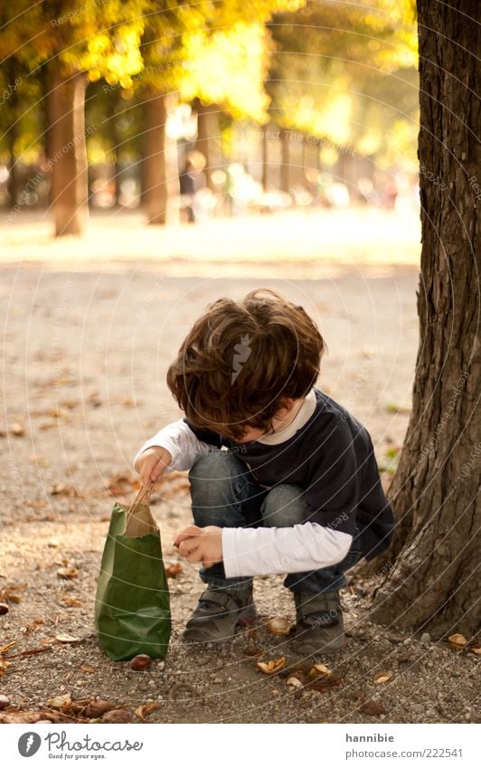 Sammel-Leidenschaft Freizeit & Hobby Kind Junge Kindheit 1 Mensch 3-8 Jahre Baum Park Herbst Kastanienbaum Sammlung Suche Tüte hocken Allee Baumstamm Baumrinde