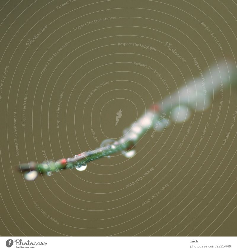 Herbst Regen Pflanze Baum Sträucher Feld Wasser glänzend hängen ästhetisch frisch nass schön grün Symmetrie Wassertropfen Tropfen Ast Zweig Farbfoto