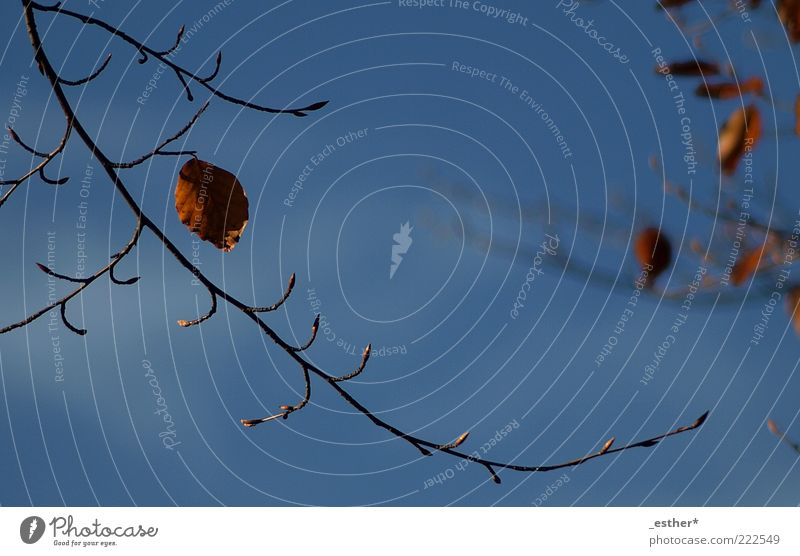 sonniger Herbst Schönes Wetter Blatt hoch kalt natürlich blau braun Leichtigkeit Natur Vergänglichkeit Wandel & Veränderung Himmel himmelblau ästhetisch schön