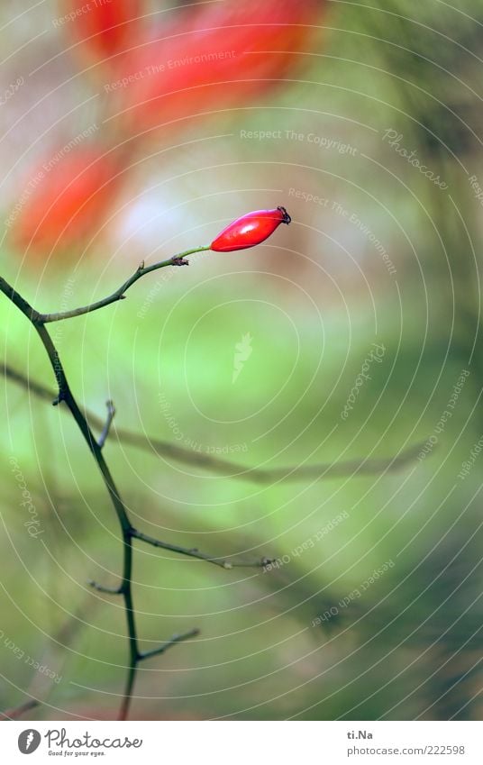 eine HG Butte Umwelt Natur Pflanze Herbst Sträucher Wildpflanze Rosengewächse Wildrosen Wachstum authentisch natürlich grün rot Farbfoto Außenaufnahme