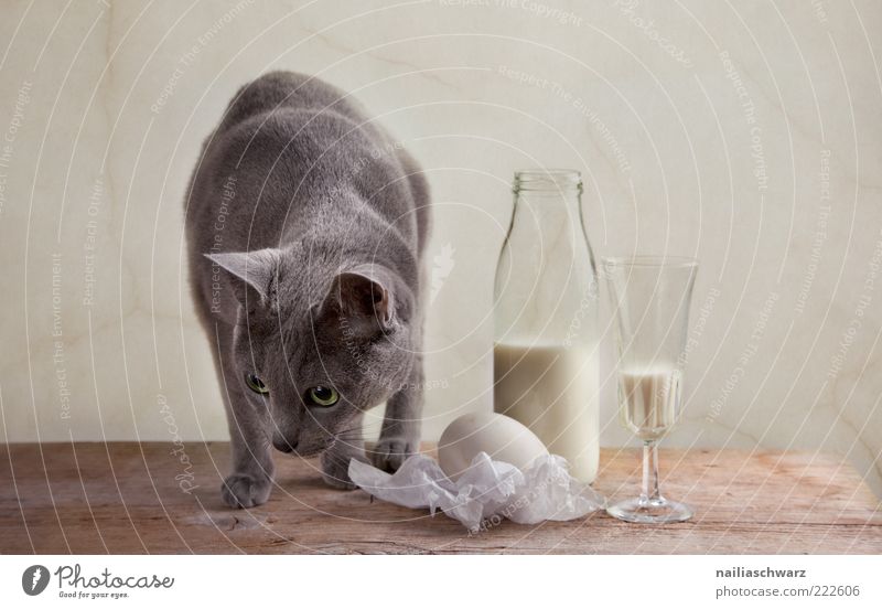 Katze und Milch Lebensmittel Milcherzeugnisse Ei Hühnerei Ernährung Getränk Flasche Glas Tisch Tier Haustier 1 Holz ästhetisch hell Neugier braun grau silber