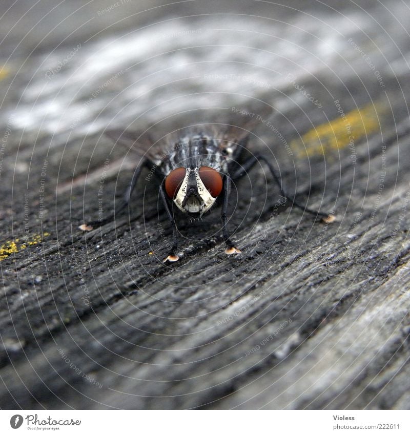 Schau mir in die Augen Fliege Tiergesicht Flügel 1 Neugier grau Facettenauge Schmeißfliege Makroaufnahme Blick Blick in die Kamera Holzuntergrund Tierporträt