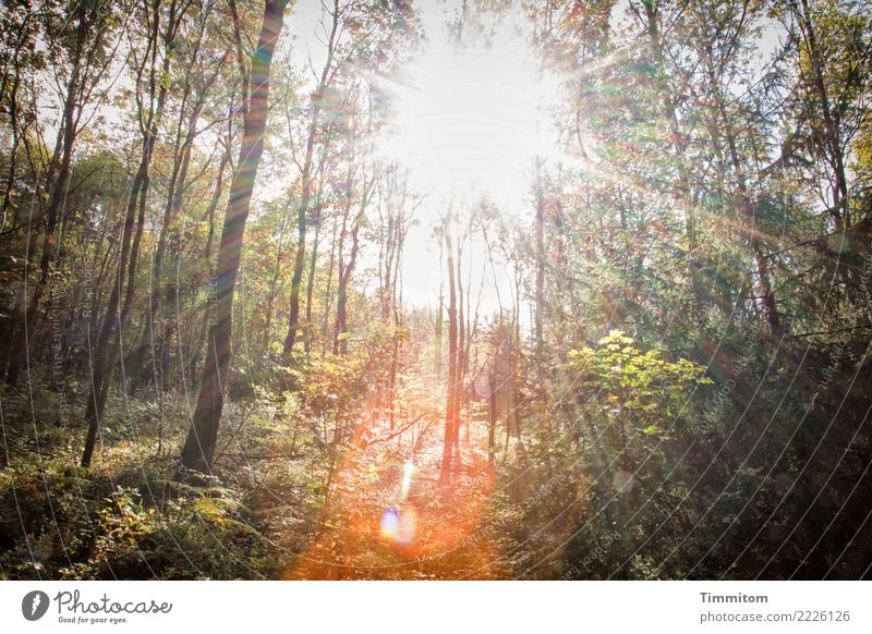 Wald, herbstlich. Umwelt Natur Pflanze Himmel Sonne Sonnenlicht Herbst Schönes Wetter Baum hell natürlich braun grün orange Blendenfleck strahlenförmig Farbfoto