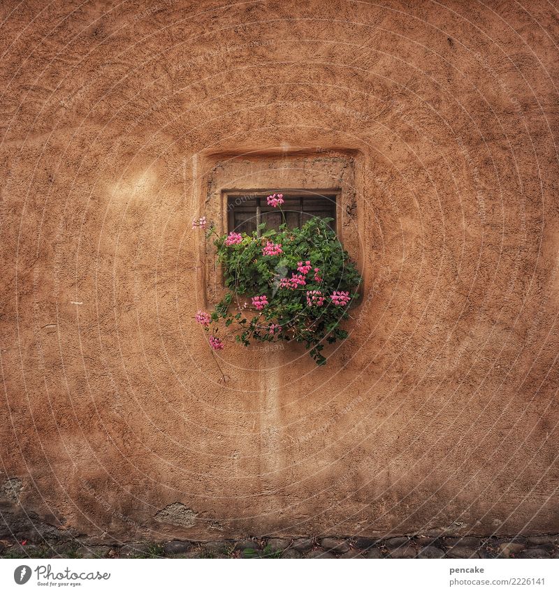 quadratwurzel Pflanze Blume Altstadt Haus Gebäude Architektur Mauer Wand Fenster Fröhlichkeit niedlich retro Stadt Idylle Pelargonie Quadrat Putz historisch alt