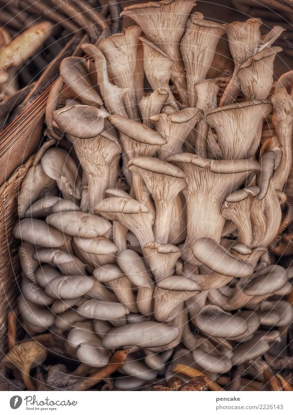 gruppenfoto Lebensmittel Ernährung authentisch einzigartig lecker Pilz Baumpilz Austernpilz Gruppenfoto viele Ernte Spezialitäten Elsass Farbfoto