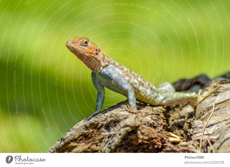 Eidechse aller Farben auf einem Stamm in einem Garten exotisch Haut Natur Tier Leder Haustier Hund Katze Schlange alt wild grün weiß Amphibie Hintergrund