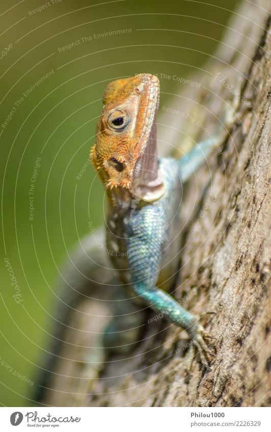 Eidechse aller Farben auf einem Stamm in einem Garten exotisch Haut Natur Tier Leder Haustier Hund Katze Schlange alt wild grün weiß Amphibie Hintergrund