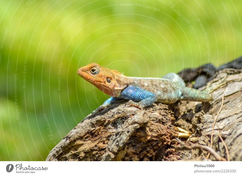 Eidechse aller Farben auf einem Stamm in einem Garten exotisch Haut Natur Tier Leder Haustier Hund Katze Schlange alt wild grün weiß Amphibie Hintergrund