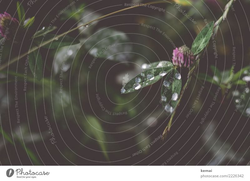 Tautropfen auf Klee harmonisch Wohlgefühl Sinnesorgane Erholung ruhig Freizeit & Hobby Natur Pflanze Wasser Wassertropfen Sommer Blatt Grünpflanze Wildpflanze