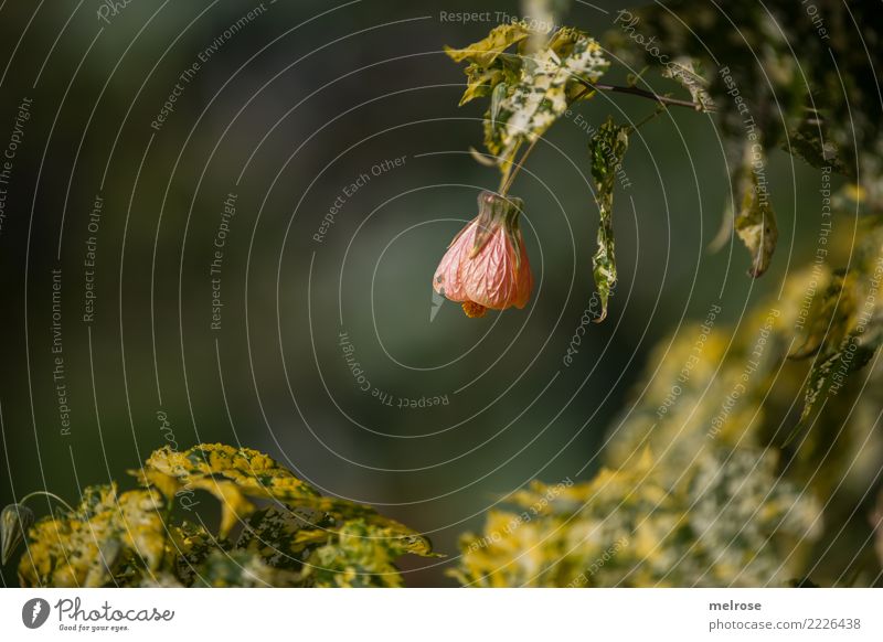 Orange-gelb-grün elegant Stil Umwelt Natur Pflanze Herbst Schönes Wetter Blatt Blüte Wildpflanze Pflanzenteile Blütenknospen Park Farbe harmonisch Blühend