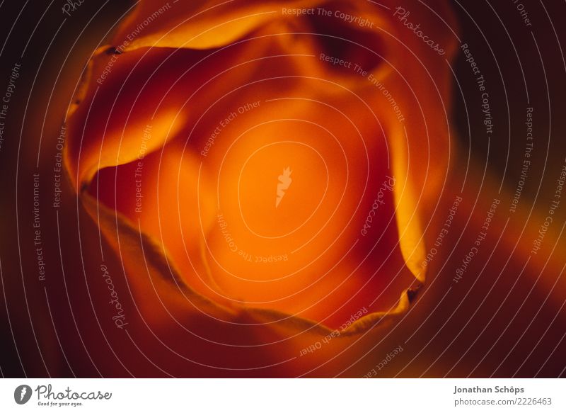 Blütenwellen II Blume rot Ecke Blühend orange Blumenmuster nah Unschärfe fein sensibel verwundbar rein Farbfoto Nahaufnahme Detailaufnahme Makroaufnahme