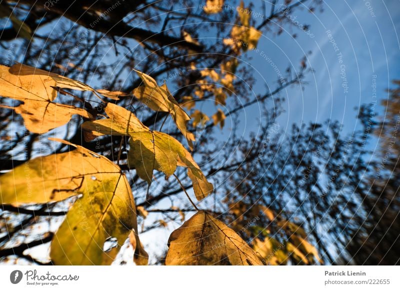 gone for good Umwelt Natur Pflanze Luft Himmel Herbst Wetter Schönes Wetter Baum Blatt Grünpflanze Wildpflanze natürlich braun gelb Ahorn blau Verfall