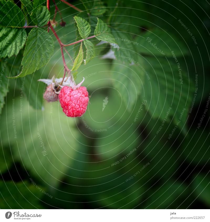 HAPPY BIRTHDAY PHOTOCASE! Lebensmittel Frucht Himbeeren Natur Pflanze Blatt Nutzpflanze Gesundheit Farbfoto Außenaufnahme Menschenleer Tag Starke Tiefenschärfe