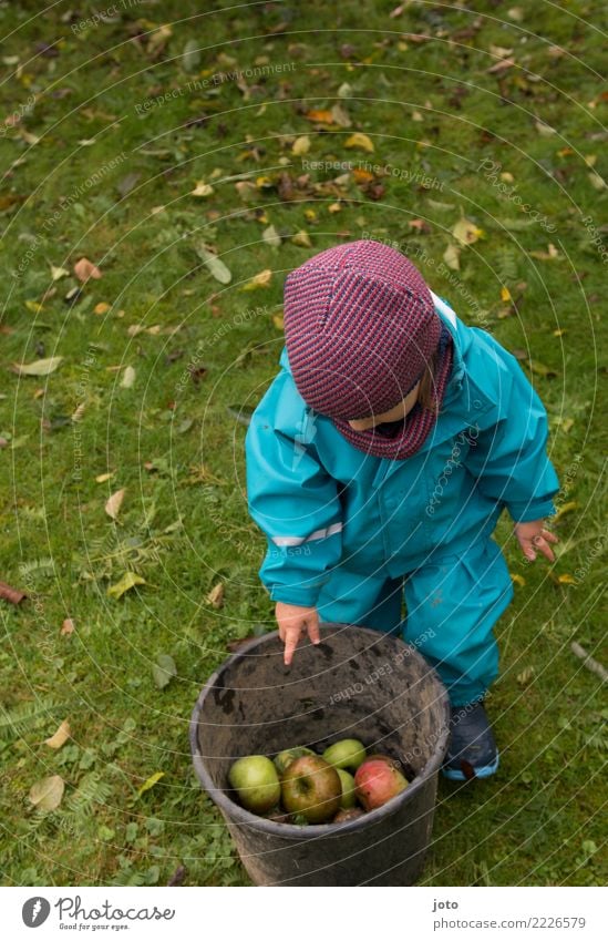 Ich helfe Apfel Spielen Garten Kindererziehung lernen Gartenarbeit 1-3 Jahre Kleinkind Natur Herbst Blatt Wiese Neugier niedlich anstrengen entdecken