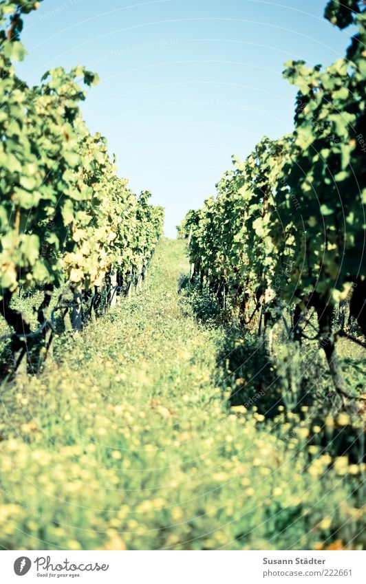 Happy Birthday PHOTOCÄSE!!! Landschaft Wolkenloser Himmel Horizont Sommer Schönes Wetter Blume Gras Sträucher Grünpflanze Nutzpflanze Feld Weinbau Weinberg