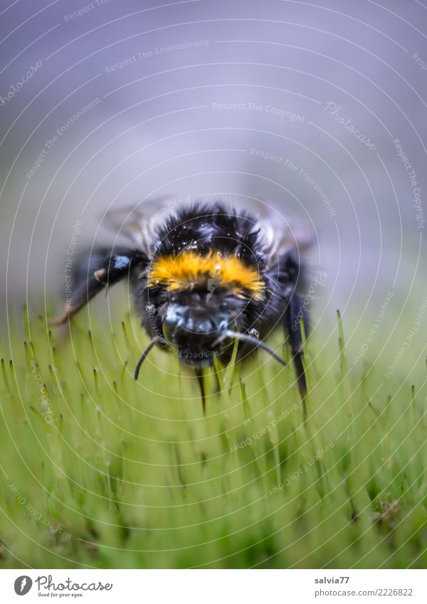 Erdhummelregenfrisur Umwelt Natur Pflanze Tier schlechtes Wetter Moos Gras Tiergesicht Insekt Hummel 1 nah gelb grau grün schwarz Mobilität Perspektive skurril