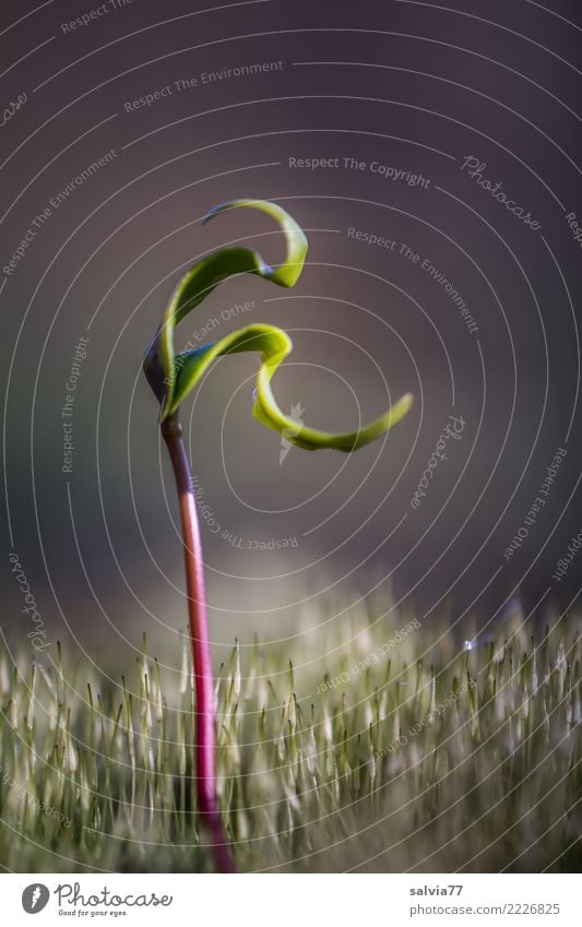 wachsen und gedeihen | dem Licht entgegen Umwelt Natur Pflanze Erde Frühling Baum Moos Trieb Baumschössling Ahorn Laubbaum Blatt Wald Wachstum ästhetisch frisch