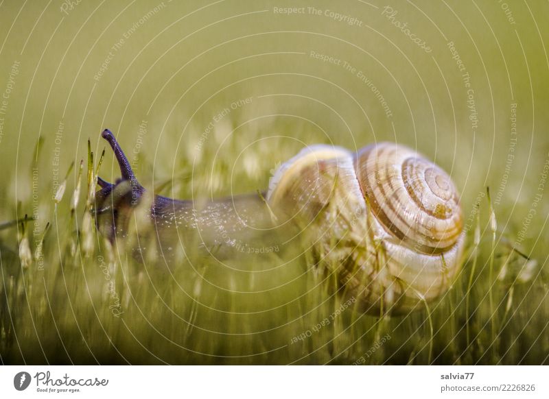 Dschungelprüfung Umwelt Natur Erde Pflanze Moos Wiese Tier Schnecke Hainbänderschnecke 1 weich braun grün Geschwindigkeit Perspektive Wege & Pfade Zeit Ziel