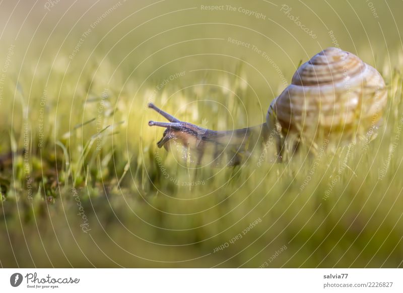 Dschungelcamp Natur Pflanze Tier Erde Moos Wald Schnecke 1 braun grün Mobilität Sinnesorgane Wege & Pfade krabbeln langsam anstrengen Fühler weich