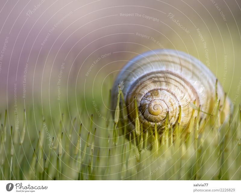 auf weichen Spitzen Natur Erde Frühling Herbst Moos Schnecke Schneckenhaus rund braun grün Design Pause ruhig Schutz Symmetrie Spirale Linie Windung