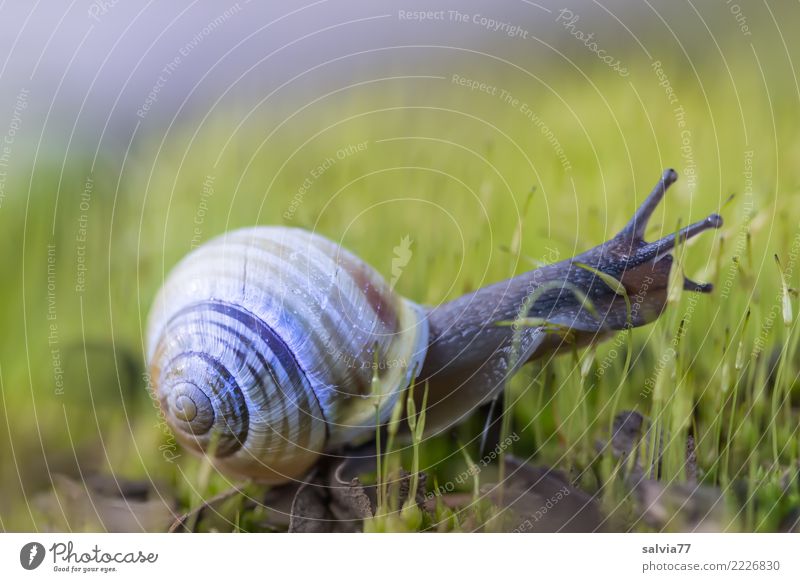 Wohn-mobil Natur Pflanze Tier Moos Schnecke frisch schleimig Spitze braun grün anstrengen Geschwindigkeit Mobilität Wege & Pfade krabbeln Fühler Antenne langsam