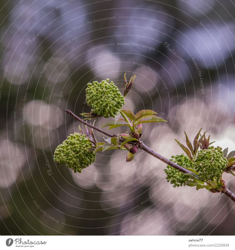 Lichtkringel Umwelt Natur Pflanze Sonnenlicht Frühling Sträucher Blatt Blüte Blütenknospen Zweige u. Äste Wald glänzend Frühlingsgefühle Leben Lichtspiel