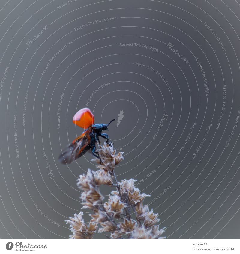 ich heb ab Natur Tier Blüte Gräserblüte Käfer Flügel Insekt 1 fliegen oben grau rot schwarz Beginn Abheben Farbfoto Gedeckte Farben Außenaufnahme Detailaufnahme