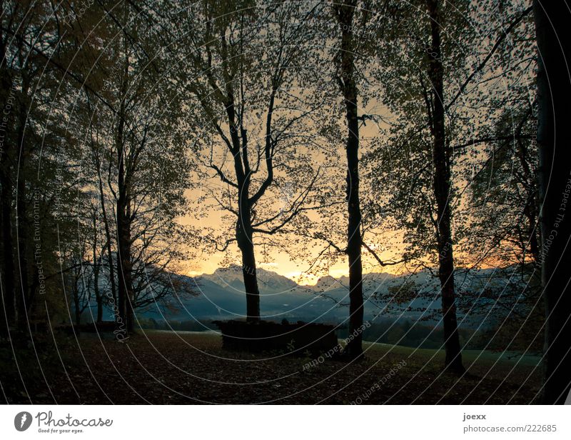 Glühen Natur Landschaft Himmel Sonnenaufgang Sonnenuntergang Herbst Schönes Wetter Baum Wald Alpen Berge u. Gebirge alt gelb schwarz ruhig Idylle