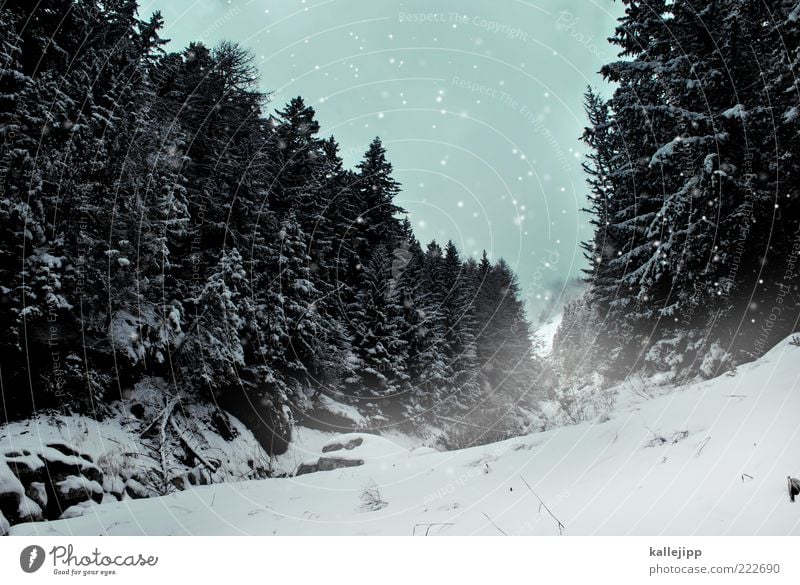 talfahrt Winter Schnee Winterurlaub Berge u. Gebirge Umwelt Natur Klima Klimawandel Wetter schlechtes Wetter Schneefall Pflanze Baum Wald Hügel Alpen Gipfel