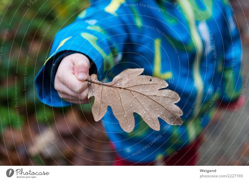 Perlenblatt Kindergarten Landwirtschaft Forstwirtschaft Kleinkind Mädchen Junge Kindheit 1 Mensch Blatt Wald Fröhlichkeit frisch trösten dankbar Glaube