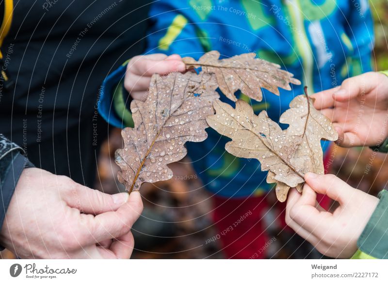 Dreierteam harmonisch Zufriedenheit Sinnesorgane Kindererziehung Kindergarten lernen Kleinkind Mädchen Junge 3 Mensch Natur Herbst beobachten braun