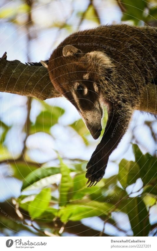 ...hängen lassen... Landschaft Urwald Tier Tiergesicht Krallen Pfote Zoo Nasenbär 1 bequem Erholung Gelassenheit Natur liegen Wohlgefühl ausschalten Pause