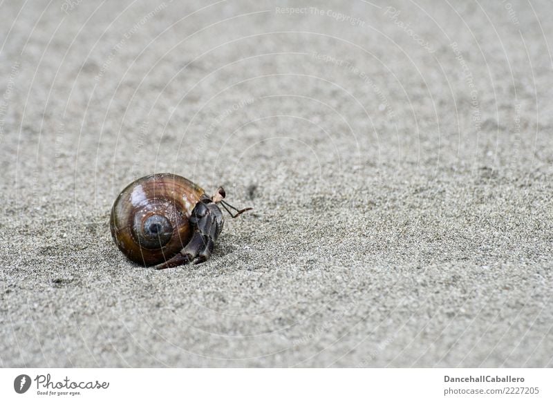 Einsiedler... Natur Sand Küste Strand Tier Einsiedlerkrebs Krebstier 1 klein Panzer Muschelschale laufen krabbeln Umzug (Wohnungswechsel) einzeln Meerestier