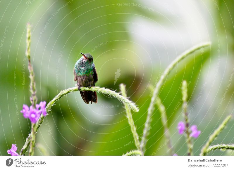 Schau her... Natur Sommer Blume Gras Blüte Grünpflanze Garten Park Wiese Tier Vogel Kolibris 1 beobachten Blick sitzen Fröhlichkeit schön klein niedlich klug