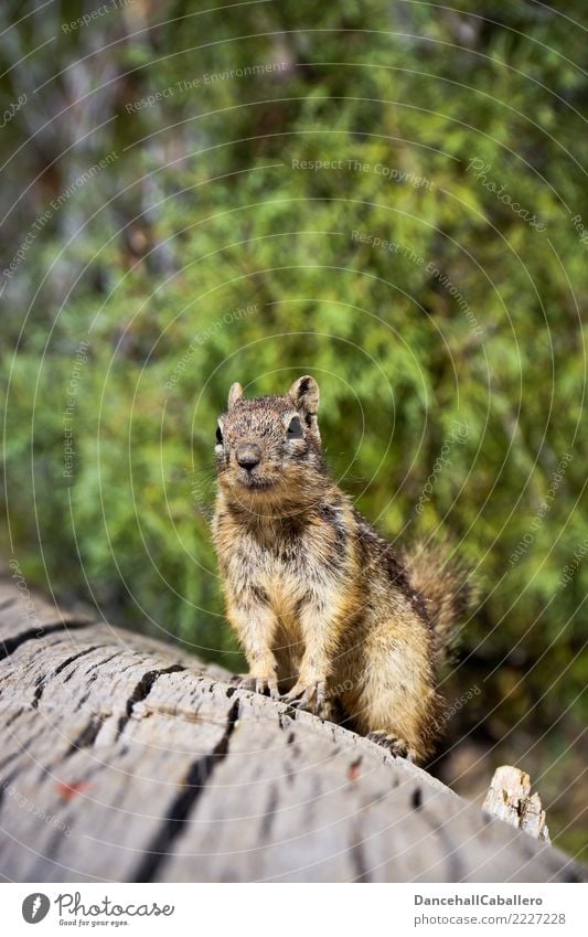 Haste mal 'ne Nuss? Tier Schönes Wetter Wald Park Eichhörnchen Nagetiere Streifenhörnchen Erdhörnchen 1 beobachten warten frech klein Neugier tierisch