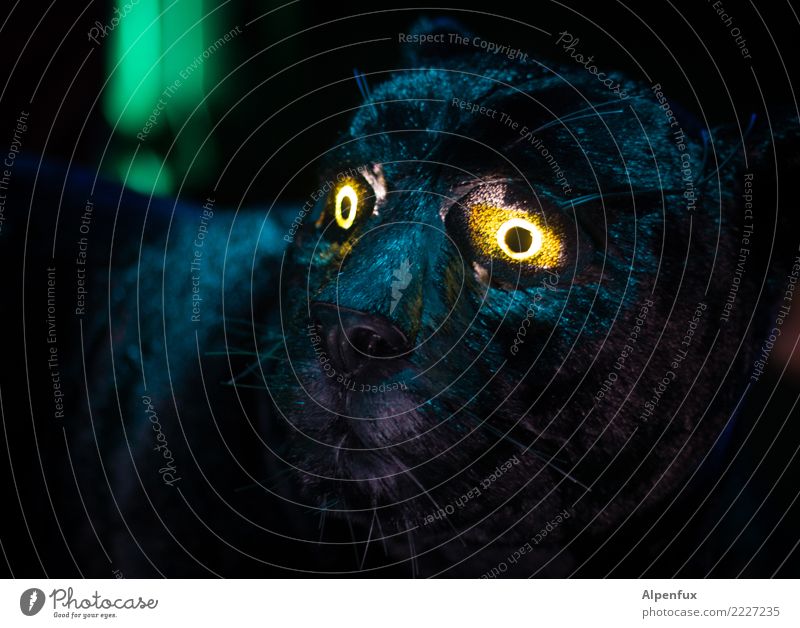 The dark side | is glowing Tier Wildtier Totes Tier Tiergesicht Fell Leopard 1 Aggression bedrohlich dunkel gruselig trösten Traurigkeit Sorge Trauer Tod Angst